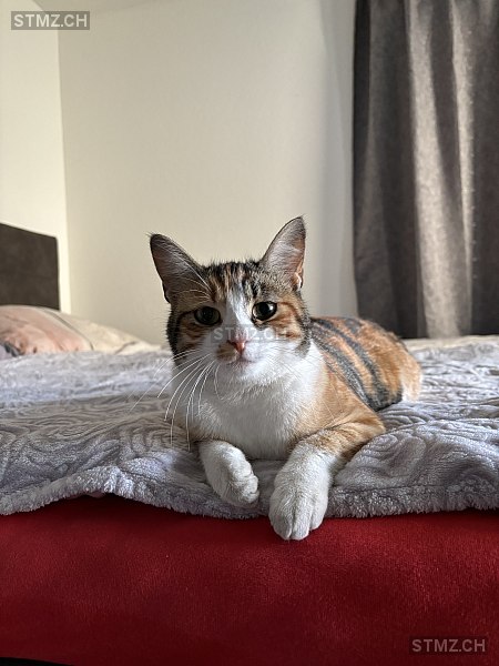 Lotta — Hauskatze ♀, Vermisst seit 02.02.2026, Unterägeri (ZG)