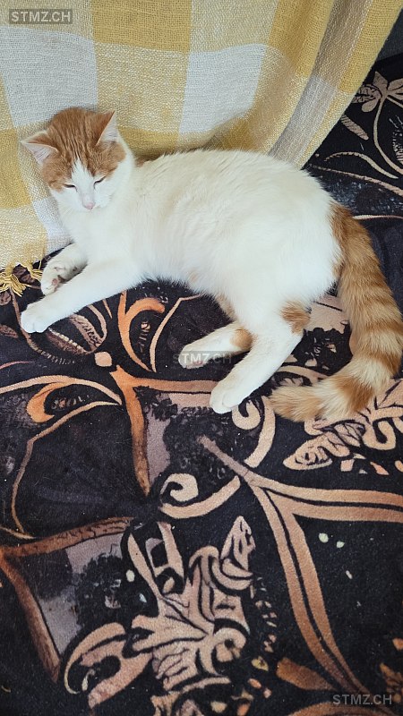 Simba — Hauskatze ♂, Vermisst seit 05.02.2026, Chur (GR)