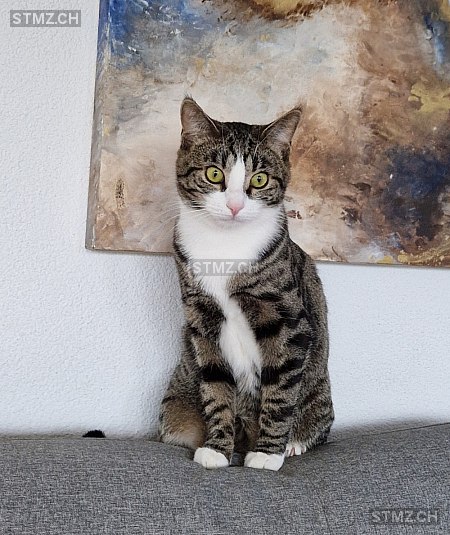 KIRO — Hauskatze ♂, Vermisst seit 23.12.2025, Rüfenacht BE (BE)