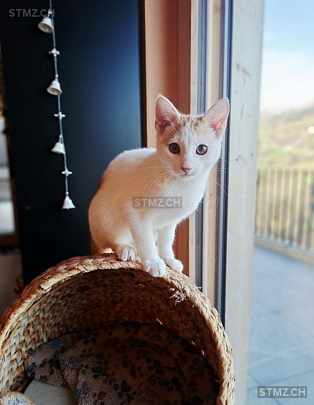 Findus — Hauskatze ♂, Vermisst seit 06.02.2026, Pitasch (GR)