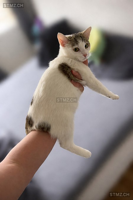 Stella — Hauskatze ♀, Vermisst seit 02.02.2026, Bazenheid (SG)