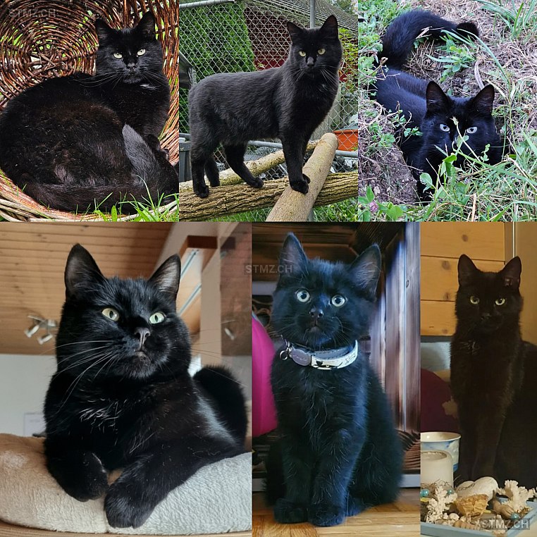 Moritz — Hauskatze ♂, Vermisst seit 30.01.2026, Langenbruck (BL)