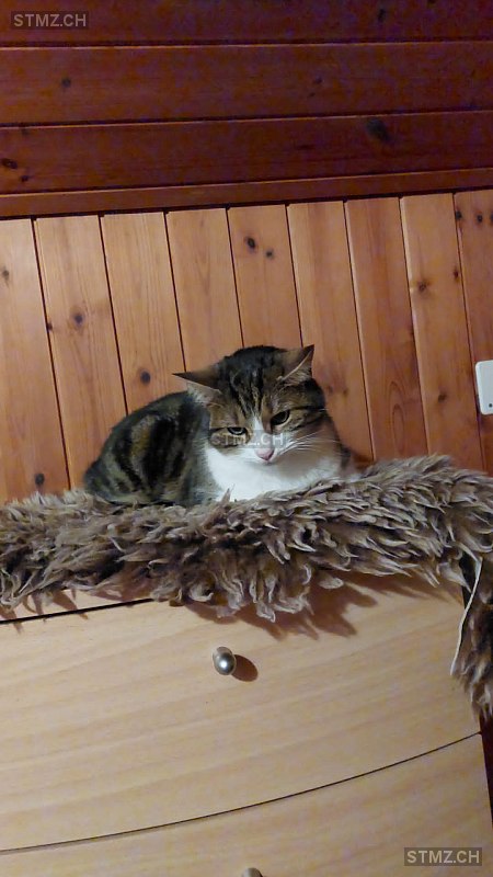 Rizzo — Hauskatze ♂, Vermisst seit 01.02.2026, Salez (SG)