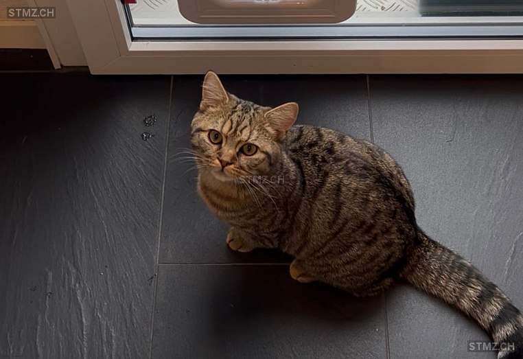 Simba — Hauskatze ♂, Vermisst seit 06.02.2026, Urtenen-Schönbühl (BE)