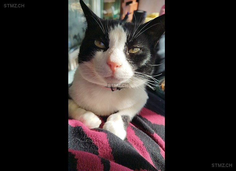 Sushi — Hauskatze ♂, Vermisst seit 10.09.2025, Niedergösgen (SO)