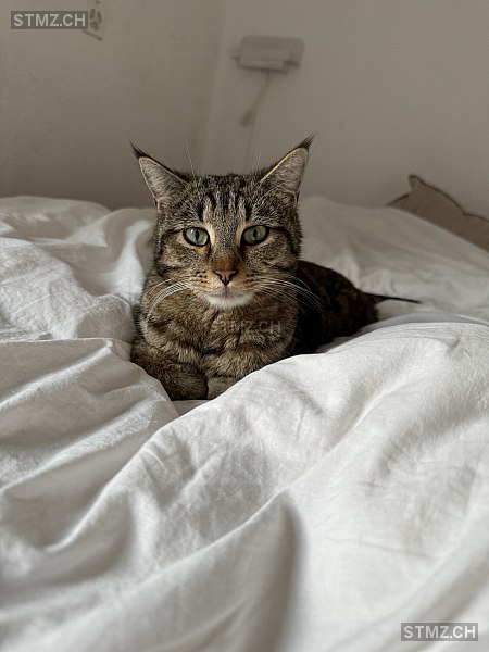 Momo — Hauskatze ♂, Vermisst seit 30.01.2026, Zürich (ZH)