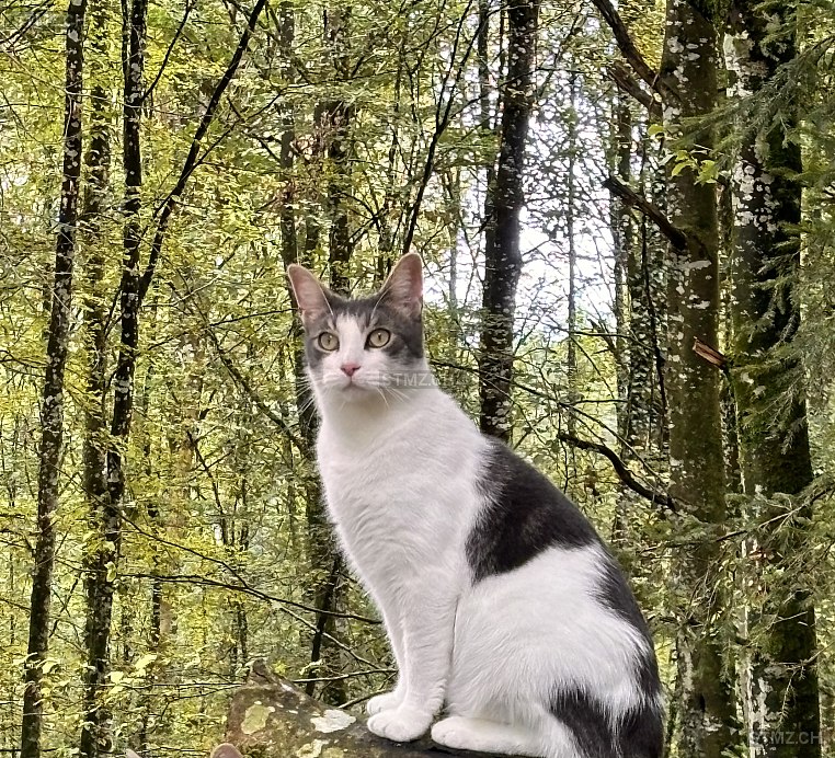 Muffin — Hauskatze ♂, Vermisst seit 24.09.2024, Dottikon (AG)