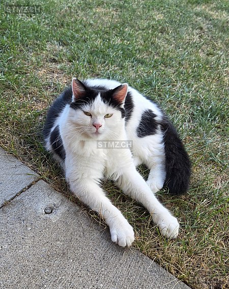 Mäxli — Hauskatze ♂, Vermisst seit 01.01.2026, Goldach (SG)