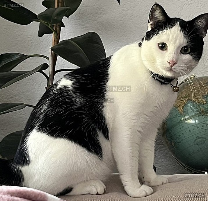 Leiba — Hauskatze ♂, Vermisst seit 27.11.2025, Aegerten (BE)