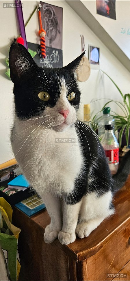 Doudou — Hauskatze ♂, Vermisst seit 02.02.2026, Prilly (VD)