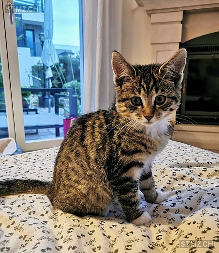 Luna — Hauskatze ♀, Vermisst seit 28.01.2026, Schöftland (AG)