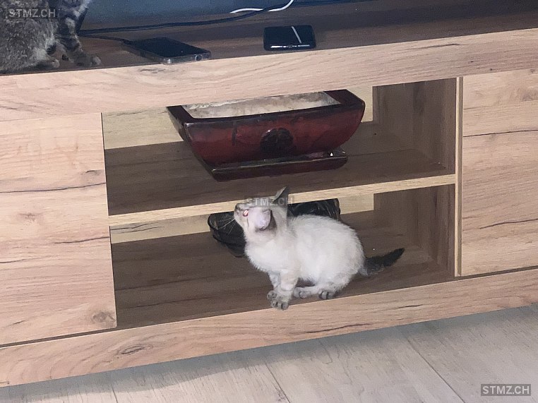 Blanka — Siamkatze ♀, Vermisst seit 07.02.2026, Wynau (BE)