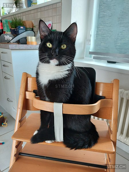 Carlo — Maine Coon ♂, Vermisst seit 07.02.2026, Hallau (SH)