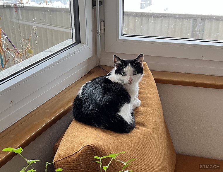 Mia — Hauskatze ♀, Vermisst seit 08.02.2026, St. Gallen (SG)