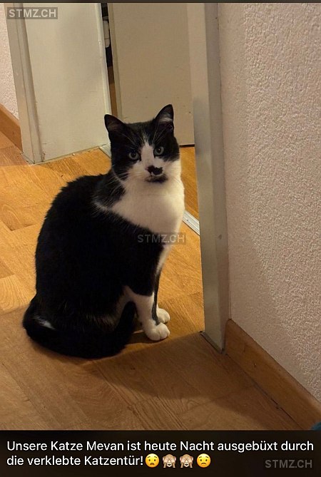 Mevan (Orio) — Hauskatze ♀, Vermisst seit 09.02.2026, Bürglen TG (TG)