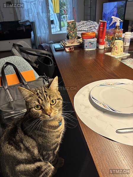 Nero — British Kurzhaar ♂, Vermisst seit 09.02.2026, Frauenfeld (TG)