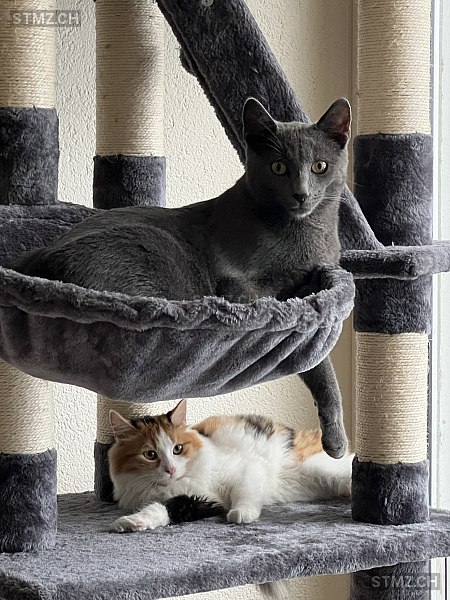 Rocky — Hauskatze ♂, Vermisst seit 23.06.2025, Watt (ZH)