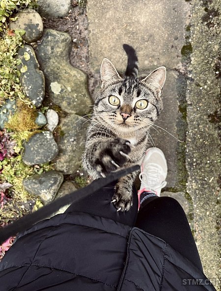 Strümi — Hauskatze ♀, Vermisst seit 06.02.2026, Aettenschwil (AG)