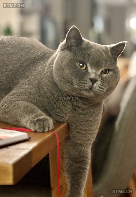 Boppi — British Kurzhaar ♂, Vermisst seit 05.02.2026, Wolfhausen (ZH)