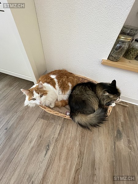 Crevette — Hauskatze ♂, Vermisst seit 09.02.2026, Les Bayards (NE)