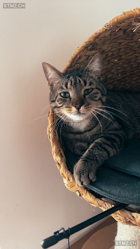 Simba — Hauskatze ♂, Vermisst seit 08.02.2026, Haslen AI (AI)