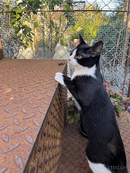 Totoro — Hauskatze ♂, Vermisst seit 09.02.2026, Zürich (ZH)