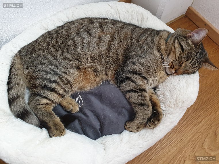 Yakiro — Hauskatze ♂, Vermisst seit 01.02.2026, Braunau (TG)