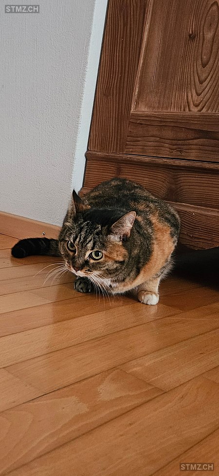 Chica — Hauskatze ♀, Vermisst seit 09.02.2026, Malans GR (GR)
