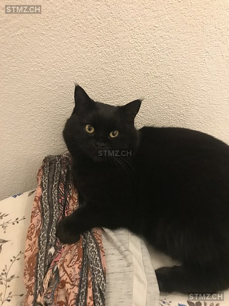 Buabli — Hauskatze ♂, Vermisst seit 06.02.2026, Tumegl/Tomils (GR)