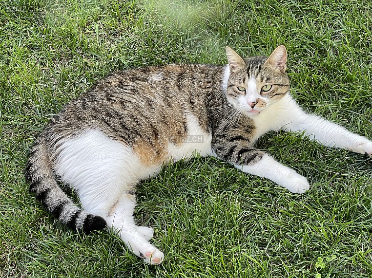 Nikos — Hauskatze ♂, Vermisst seit 06.02.2026, Seeberg (BE)