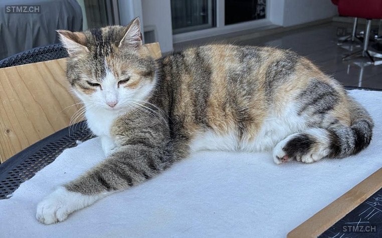 Kiki / Lieseli — Hauskatze ♀, Vermisst seit 02.12.2025, Reinach AG (AG)