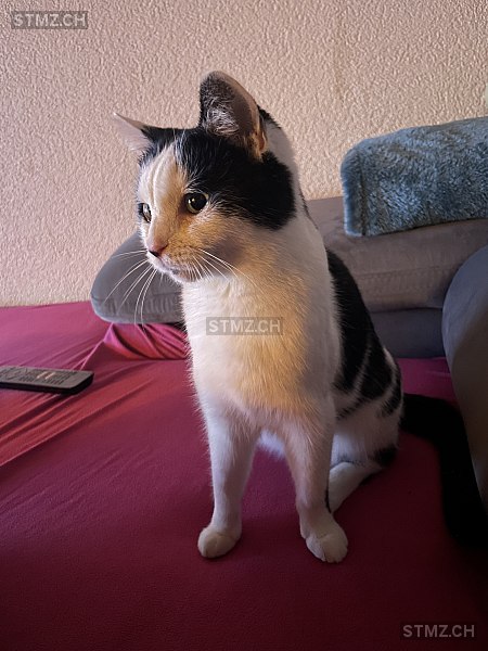 Cleopatra — Hauskatze ♀, Vermisst seit 18.11.2025, Barberêche (FR)