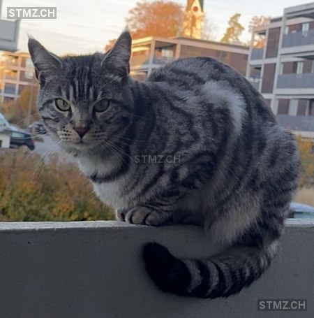 Yeshu — Bengalen ♂, Vermisst seit 16.01.2026, Abtwil SG (SG)