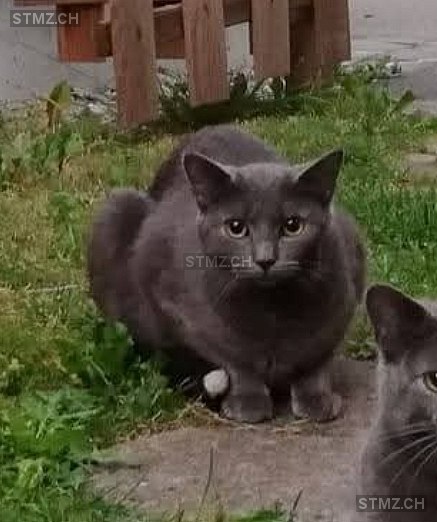 Ruby — Hauskatze ♀, Vermisst seit 04.02.2026, Grüsch (GR)