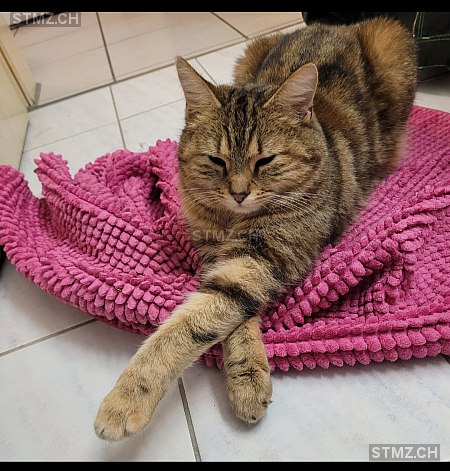 Mirabel — Katze ♀, Vermisst seit 29.01.2026, Attiswil (BE)