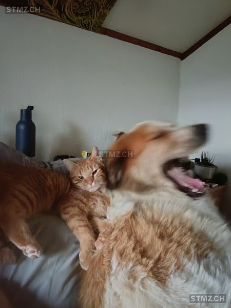 Tiziana Gätzi — Hauskatze ♂, Vermisst seit 09.02.2026, Murg (SG)