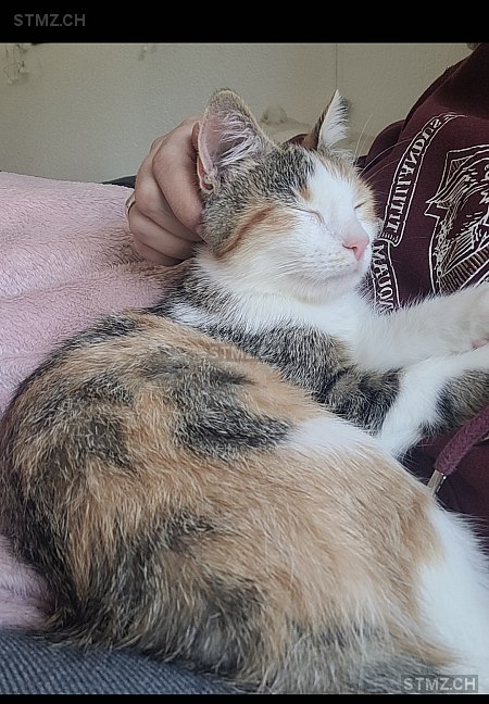 Elli (Eloise) — Katze ♀, Vermisst seit 06.02.2026, Attiswil (BE)