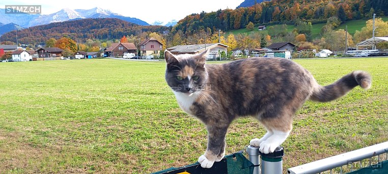 Baghira — Hauskatze ♀, Vermisst seit 02.01.2026, Spiez (BE)
