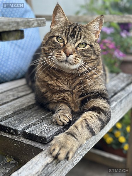 Cheerio — Hauskatze ♂, Vermisst seit 07.02.2026, Utzenstorf (BE)