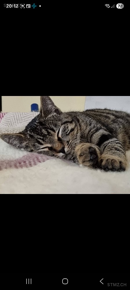 Diego — Hauskatze ♂, Vermisst seit 09.02.2026, Egg bei Zürich (ZH)