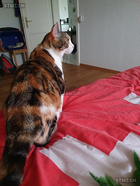 Bonny — Hauskatze ♀, Vermisst seit 05.02.2026, Sugiez (FR)
