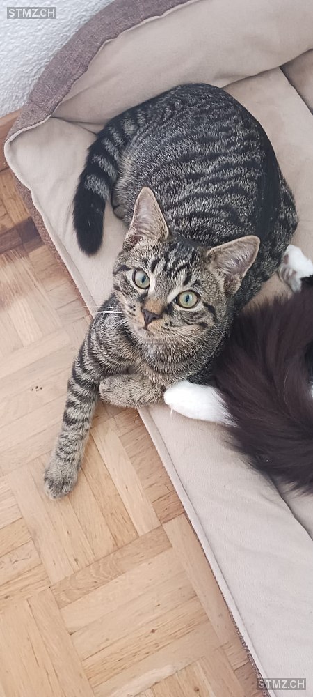 Milo — Hauskatze ♂, Vermisst seit 06.02.2026, Umiken (AG)