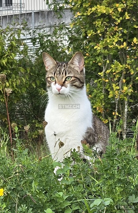 Squeaky — Hauskatze ♂, Vermisst seit 01.02.2026, Ueken (AG)