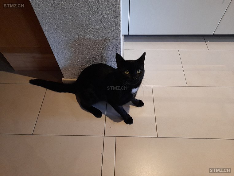 Köbeli — Hauskatze ♂, Vermisst seit 07.02.2026, Ursenbach (BE)