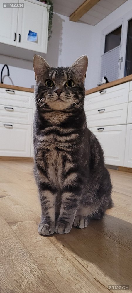 Lisette — Hauskatze ♀, Vermisst seit 09.02.2026, Rüschegg Heubach (BE)