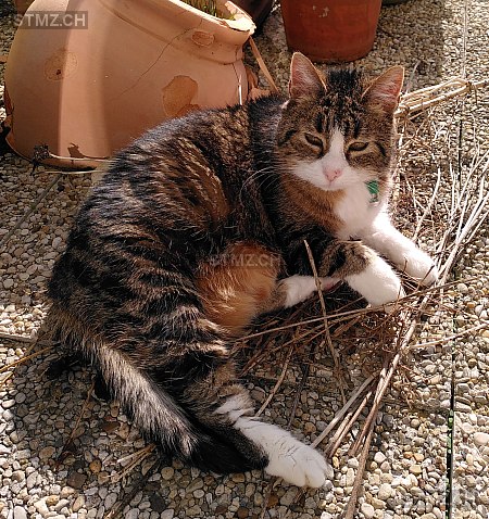 Rosalie — Hauskatze ♀, Vermisst seit 06.02.2026, Prêles (BE)