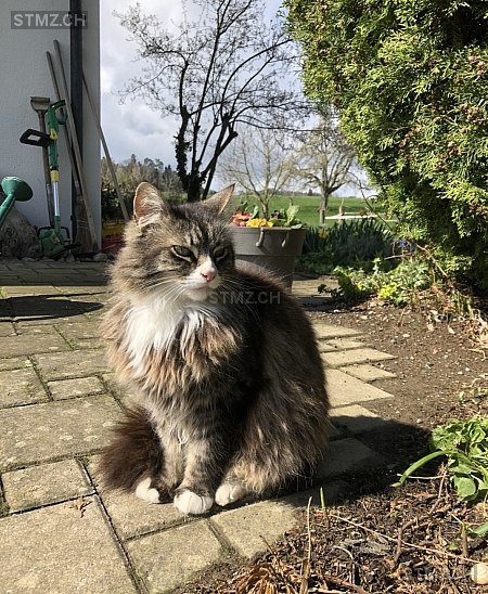 Monty — Hauskatze ♂, Vermisst seit 08.02.2026, Hörhausen (TG)