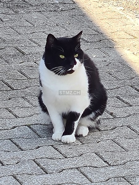 Gismo — Hauskatze ♂, Vermisst seit 12.02.2026, Lommis (TG)