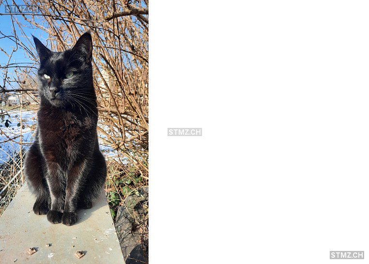 Murrli — Hauskatze ♂, Vermisst seit 10.02.2026, Rubigen (BE)