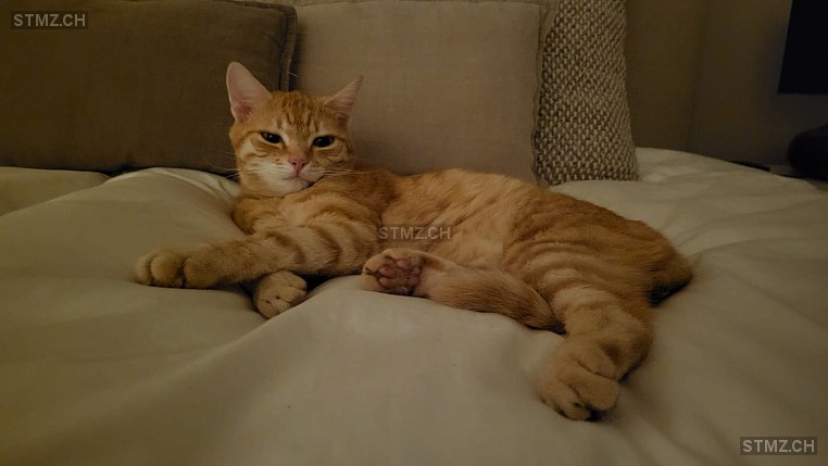 Mimi — Hauskatze ♀, Vermisst seit 13.02.2026, Birsfelden (BL)